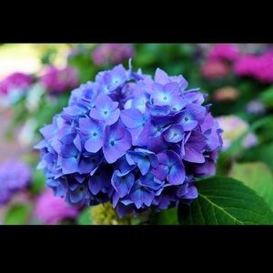 Meet your Posher, Cynthia